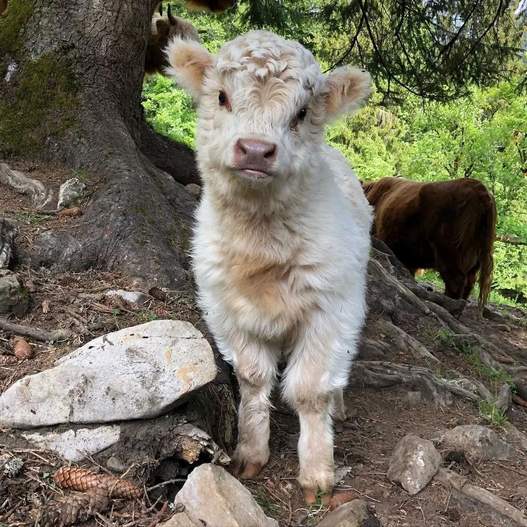 Micro Cow Farm- Perfect Mini cows raised with love